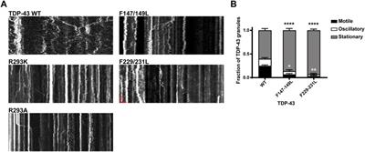 Sequence Determinants of TDP-43 Ribonucleoprotein Condensate Formation and Axonal Transport in Neurons